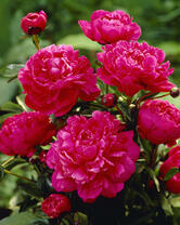 Без бренда «2KMB-4036» в Волжском