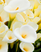 Без бренда «Белые каллы» в Волжском