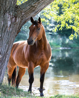 Без бренда «Лошадь у дерева» в Волжском