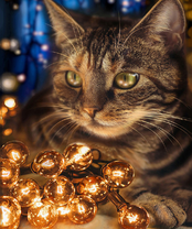 Без бренда «2KXSB-0678» в Волжском