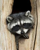 Без бренда «Енот в дупле» в Волжском