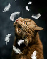 Без бренда «Кот среди перышек» в Волжском