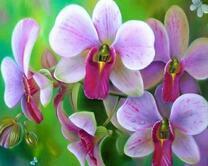 Нежные фиолетовые орхидеи