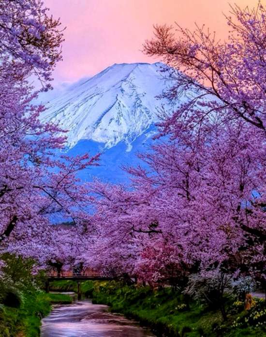 Картина по номерам 40x50 Весна у подножия горы Фуджи