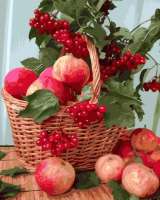 Без бренда «Плетёная корзина с калиной и яблоками» в Волжском в интернет-магазине  Без бренда «Плетёная корзина с калиной и яблоками» в Волжском