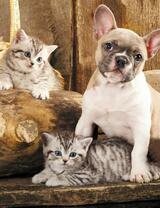 Без бренда «Милый щенок французского бульдога и два котёнка» в Волжском