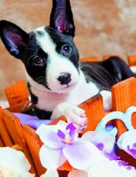 Без бренда «Милый черно-белый щенок и орхидеи» в Волжском