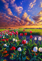Без бренда «Поле тюльпанов под облачным небом» в Волжском